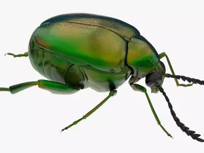 4K Beetle Low-poly 3D model