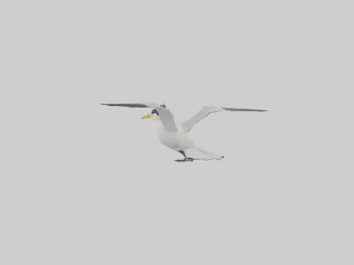 Crested Tern flying model 3D model
