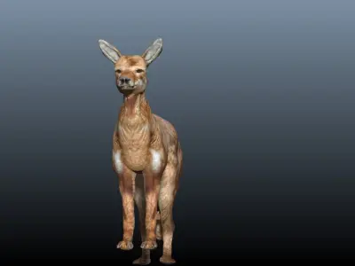 ethiopian wolf  3D model