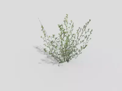 Grass juniper Low-poly 3D model