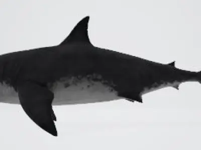 Megalodon great shark 3D model