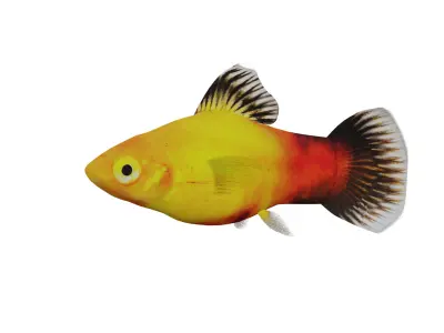 Platy Freshwater Fish Low-poly 3D model