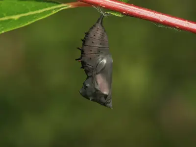 Chrysalis 4 moth on leaf Low-poly 3D model