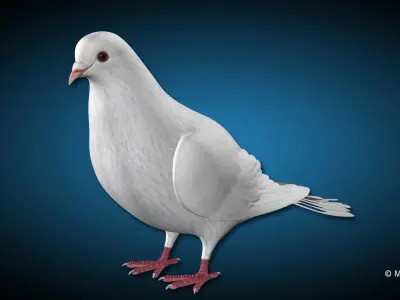 Dove - Folded Wings 3D model