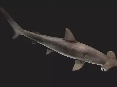 Hammerhead Low-poly 3D model