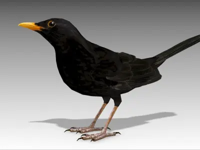 Blackbird bird Low-poly 3D model