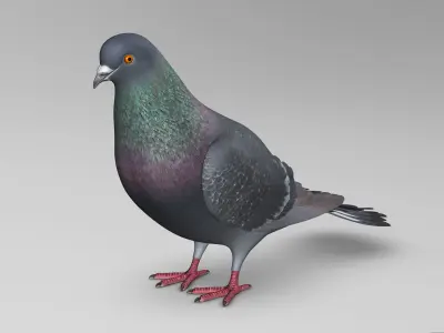 Pigeon B - Folded Wings 3D model