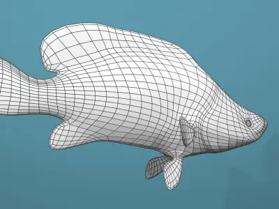 Humpback Grouper Low-poly 3D model