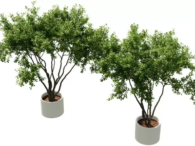 Indoor Plants Free 3D model purchase