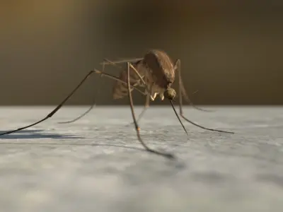 Mosquito 3D model