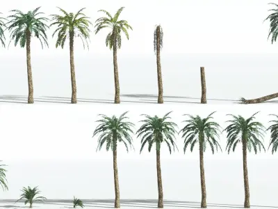 EVERYPlant Date Palm 1 --16 Models-- 3D model