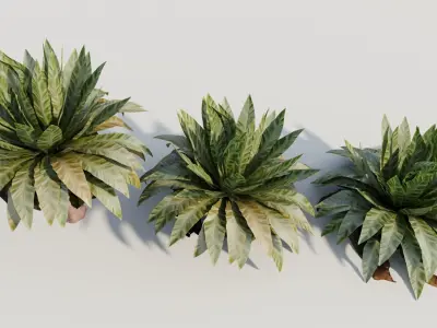 Asplenium nidus b 3D model