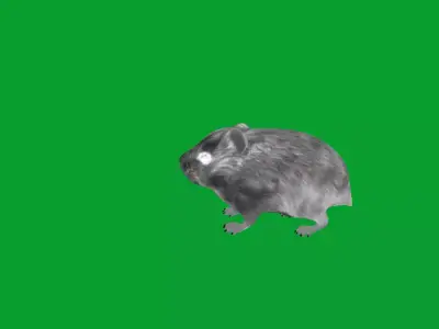 Roborovski Dwarf Hamster Free 3D model