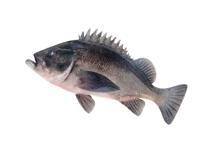 Low-Poly Dusky Rockfish Animated Low-poly 3D model