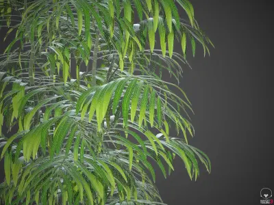 XfrogPlants Butterfly Palm - Dypsis Lutescens 3D model