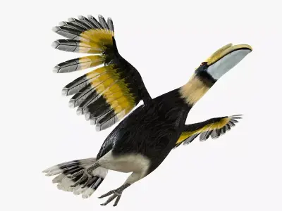 Hornbill bird rigged 3d model Low-poly 3D model
