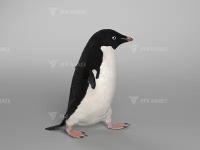Pygoscelis Animated - VFX Grace 3D model