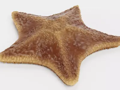 -Bat Starfish- Low-poly 3D model