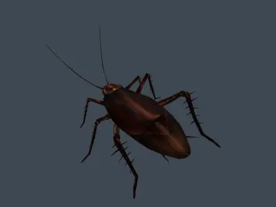 animated cockroach Low-poly 3D model
