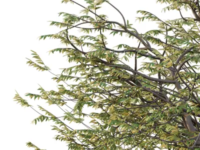 Mountain Ash Tree 12 3D model