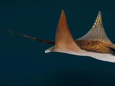 Ornate Eagle Ray 3D model