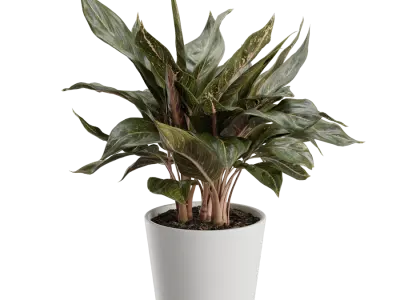  Aglaonema Plant Model 