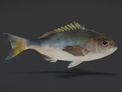 Realistic Snapper Animated 3D model