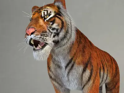 Amur Tiger vray v1 Low-poly 3D model