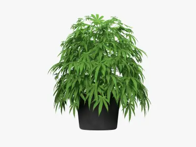 Cannabis Plant in a Pot 3D model