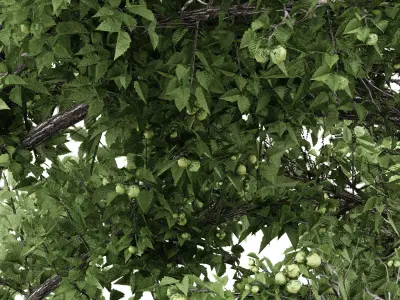 2 diffrent tree Common Hazel Free 3D model
