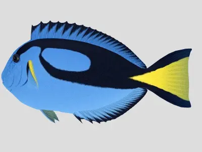  Blue Tang Tropical Fish Low-poly 3D model