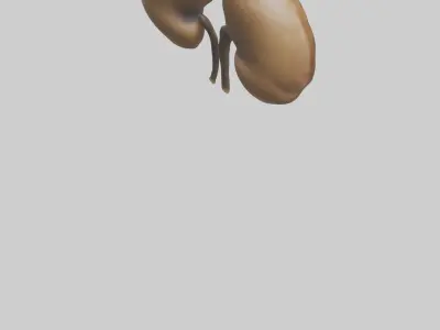 Cheetah Kidneys Low-poly 3D model
