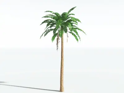 EVERYPlant African Oil Palm LowPoly 1 --16 Models-- Low-poly 3D model