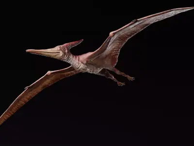 Low poly Realistic Dinosaur - Pteranodon Low-poly 3D model