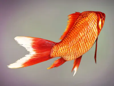 Fish Cyprinus Carpio Low-poly 3D model