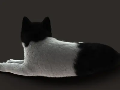 Cat (2) (B&amp;W) (RIG) (FUR) 3D model