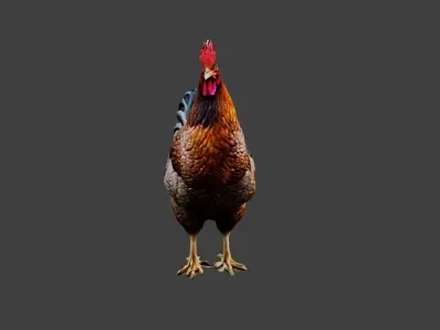 Chicken Animal Low-poly 3D model