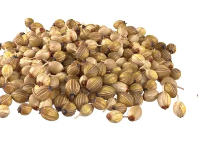 Spice Collection v2  Low-poly 3D model