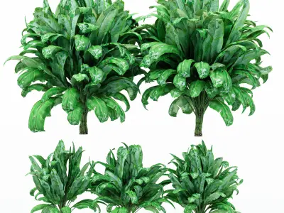 5 Different bush Plant Free 3D model