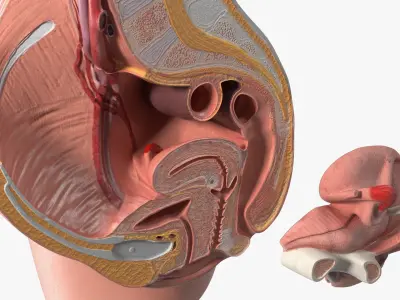Female Reproductive System Cross Section Anatomical Model 3D model purchase
