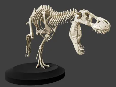 T-Rex Dinosaur Skeleton - Museum Display 3D model
