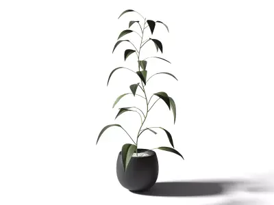 Plant eucalyptus in pot 3D model