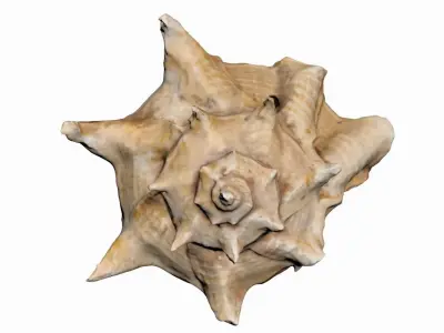Sea Shell Low-poly 3D model