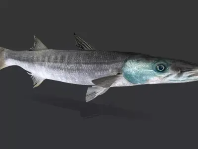 Realistic Barracuda Animated 3D model