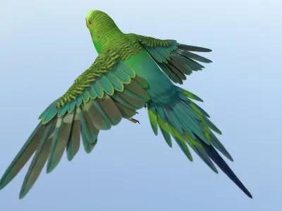 Parakeet Bird Low-poly 3D model