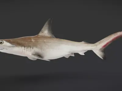 Realistic Scalloped Hammerhead Shark 3D model