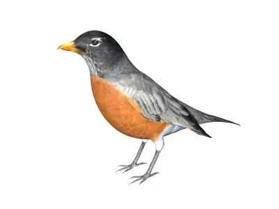 American Robin Low-poly 3D model