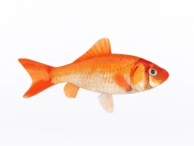 Fish Collection 3D model