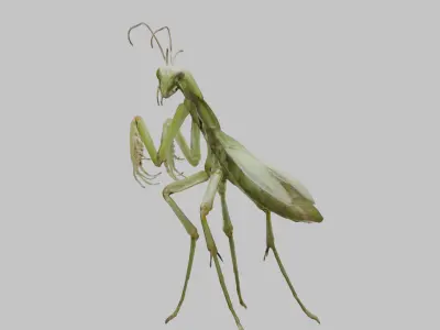 Green mantis insect Low-poly 3D model