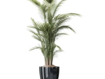 AV Indoor plants set 211 Ficus Bonsai Bird Paradise Areca Palm 3D model